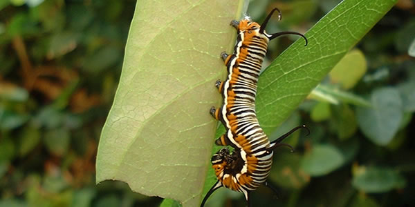 服务器攻击方式